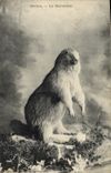 CPA Savoie Marmotte