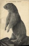 CPA Savoie Marmotte