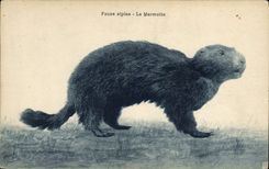 CPA Faune alpine La marmotte