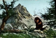 MODERN CARD the lunch of the Marmot