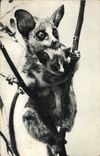 CPA Singe Lemurien