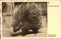 VINTAGE POSTCARD American Epic Pig