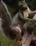 CPAM Squirrel Ecureuil