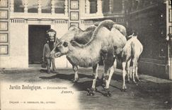 CPA Jardin zoologique Dromadaires Anvers 