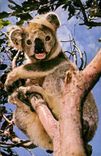 CPM Koala 