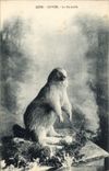 VINTAGE POSTCARD Savoy the marmot