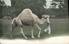 CPA Chameau Sahara 