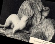 CPA Animaux de Savoie Hermines 