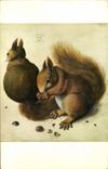 CPA Durer Les ecureuils 