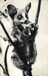 VINTAGE POSTCARD Lemur