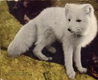 VINTAGE POSTCARD Artic Fox New York Zoological Park