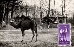 MODERN CARD Lyon Park of the Gold Head dromedaries