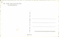 MODERN CARD Lyon Park of the Gold Head dromedaries