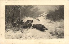 VINTAGE POSTCARD Wild boars in snow