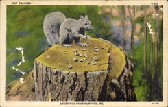 VINTAGE POSTCARD Nut cracker Rumford ME Squirrel