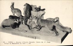 VINTAGE POSTCARD Nimes Museum of Natural history Gallery of the 1st stage Groups mammals of Gard