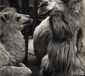 VINTAGE POSTCARD Chamelle and its small Camel