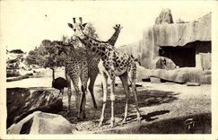 CPA Paris Jardin zoologique de Vincennes Giraffes et Autruches 