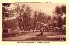 CPA Paris Exposition coloniale internationale 1931 Parc zoologique Girafes et autruches 