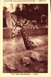 CPA Paris Exposition coloniale internationale 1931 Parc zoologique Girafe
