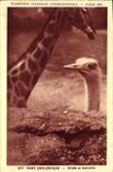 CPA Paris Exposition coloniale internationale 1931 Parc zoologique Girafe et autruche