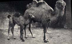 VINTAGE POSTCARD Vincennes Zoo Camel of Bactriane and its small