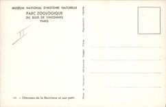 VINTAGE POSTCARD Vincennes Zoo Camel of Bactriane and its small