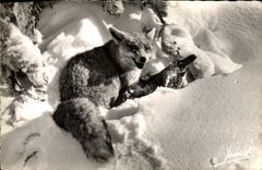 CPM Renard 