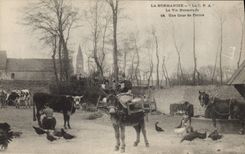 CPA Folklore Normandie Une cour de erme Ane Mule Vache Cheval