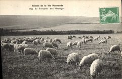 CPA Folklore Normandie Le troupeau aux paturages Moutons