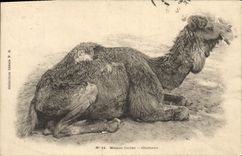 VINTAGE POSTCARD square House Camel