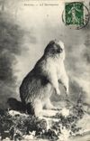 CPA Savoie La marmotte