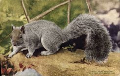 MODERN CARD New York Zoological Park Squirrel Squirrel