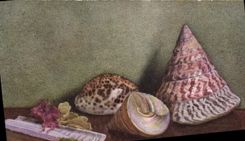 VINTAGE POSTCARD Solen Ensis Cyprea Rigris