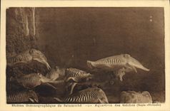 VINTAGE POSTCARD oceanographical Station of Salammbo Aquarium of Cuttlefish