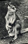 VINTAGE POSTCARD Female kangaroo and its small