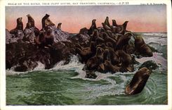 VINTAGE POSTCARD Seals one the rock'n'rolls near Cliff House San Francisco California Seals
