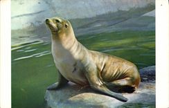 VINTAGE POSTCARD Seal