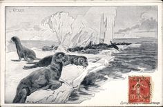 CPA L'otarie
