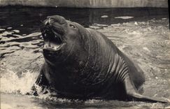 VINTAGE POSTCARD Zoological gardens of Vincennes Sea elephant Paris