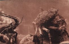 VINTAGE POSTCARD oceanographical Station of Salammbo Spider crab