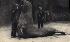 VINTAGE POSTCARD Vincennes Paris Zoo the meal of the sea elephant