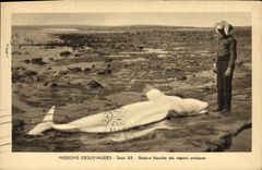 CPA Missions esquimaudes Baleine blanche des regions arctiques 