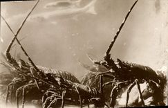 VINTAGE POSTCARD oceanographical Station of Salammbo Mullets and lobsters