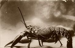CPA Station oceanographique de Salammbo Homard 