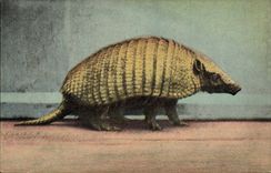 VINTAGE POSTCARD Armadillo