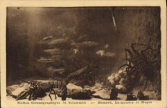 CPA Carthage Station oceanographique de Salammbo Homard Langoustes et Muges
