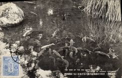 CPA Poisson Poissons The pond of Suizeki Kumanoto Japon Nippon