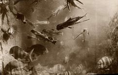 CPA Poisson Poissons Salammbo Aquarum Dactylopteres volants et Sars Royaux