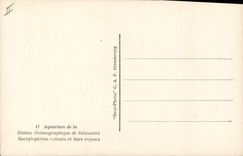 CPA Poisson Poissons Salammbo Aquarum Dactylopteres volants et Sars Royaux